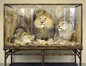 museo di zoologica bologna 8-2022 4475